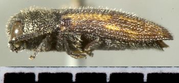 Media type: image;   Entomology 24423 Aspect: habitus lateral view